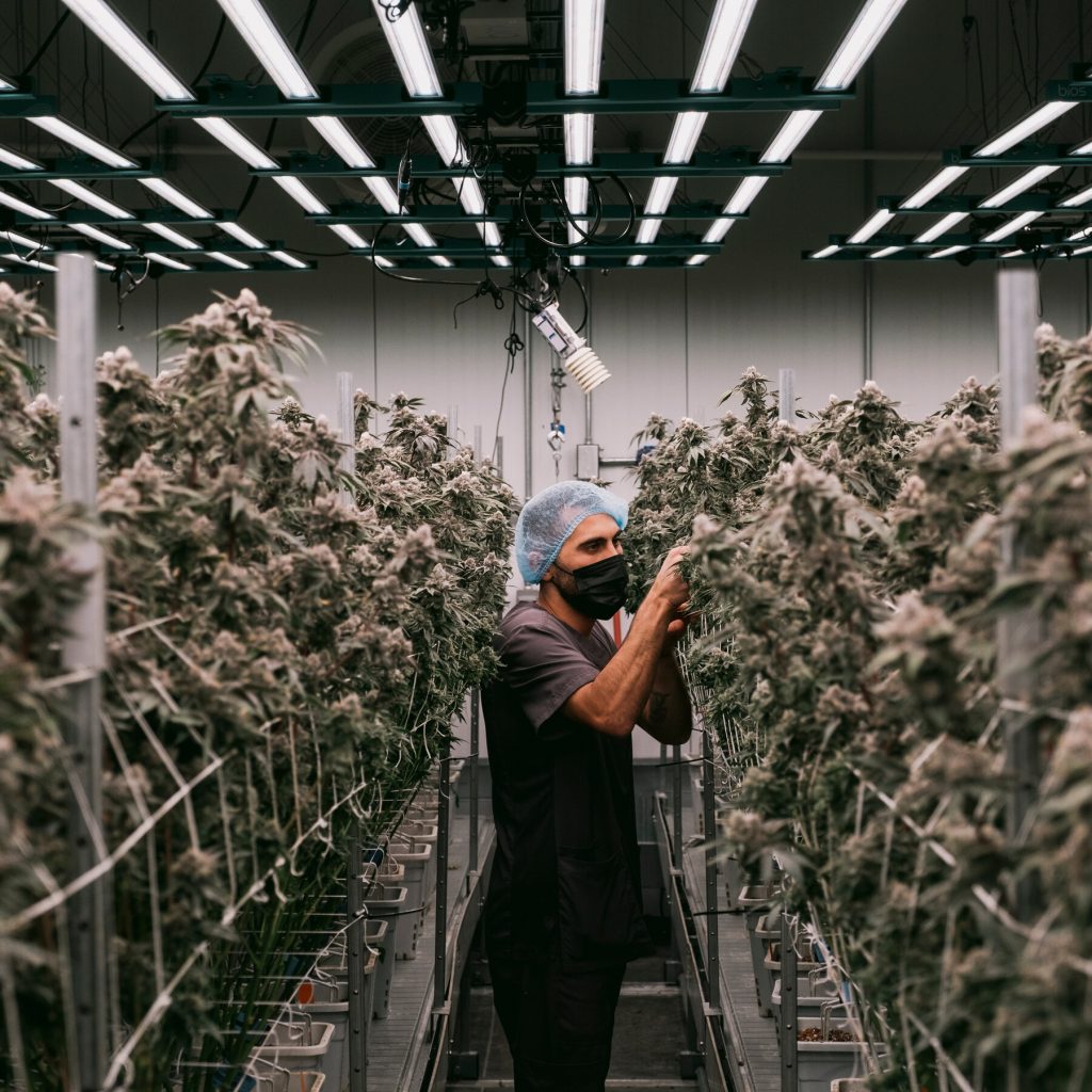 Inside the $32 Billion Industry Transforming Marijuana