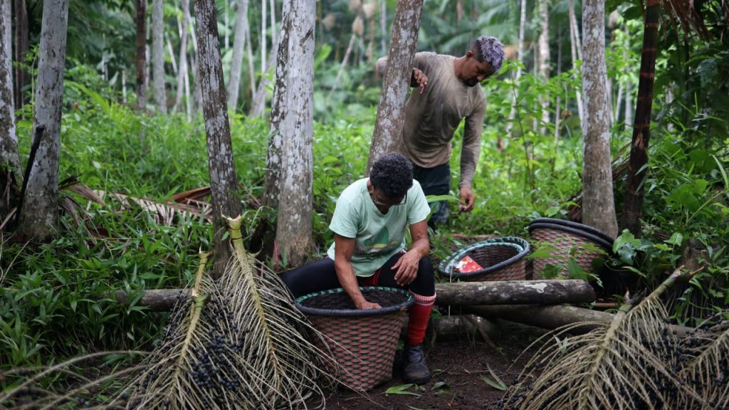 How women are growing acai berry businesses in the Amazon