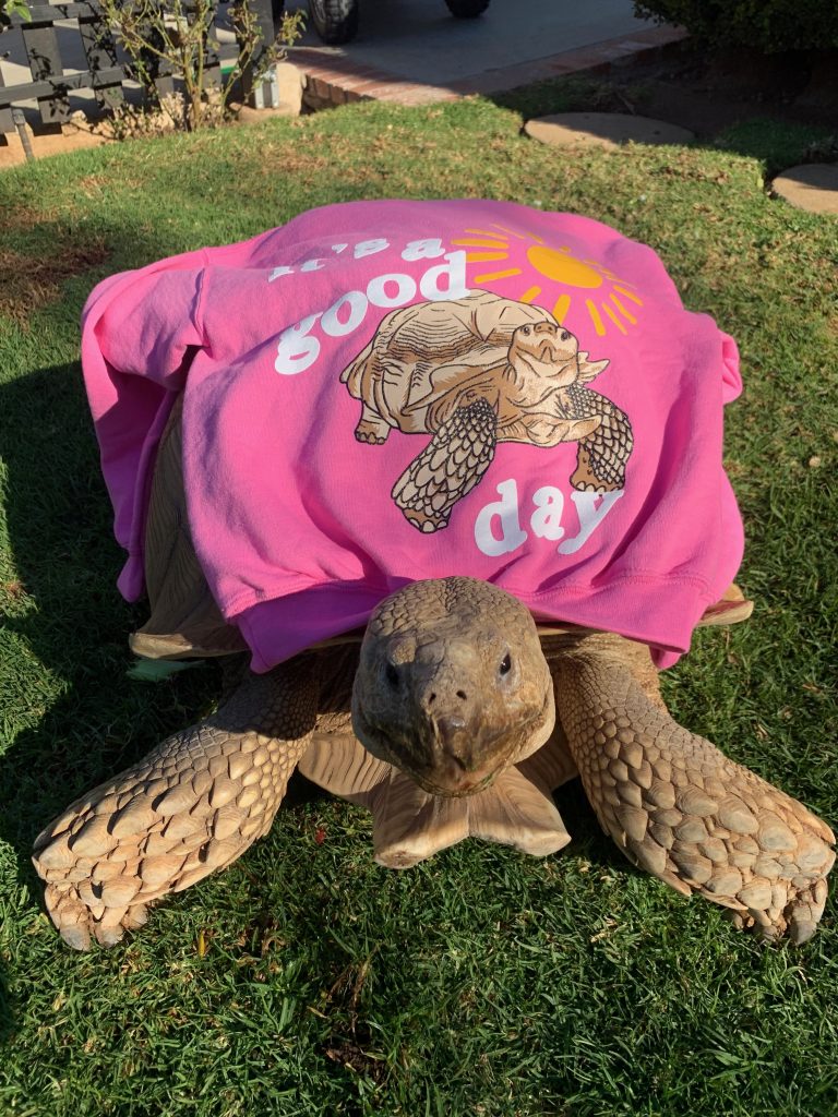 A tortoise survival tale: How Tiptoe escaped Southern California's wildfires