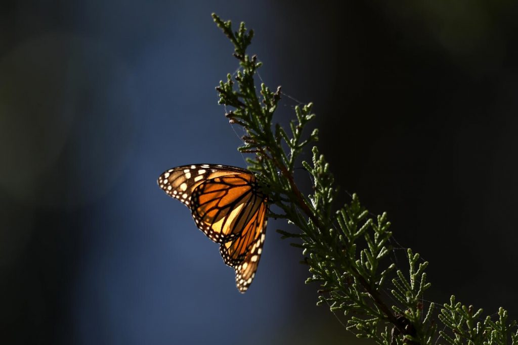 California's monarch butterfly population plummets; fire wipes out Topanga habitat