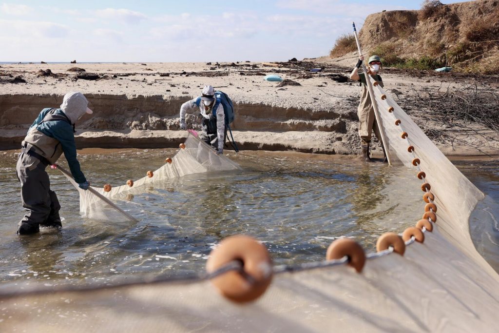 Hundreds of tiny endangered fish saved from Palisades burn area — in the nick of time