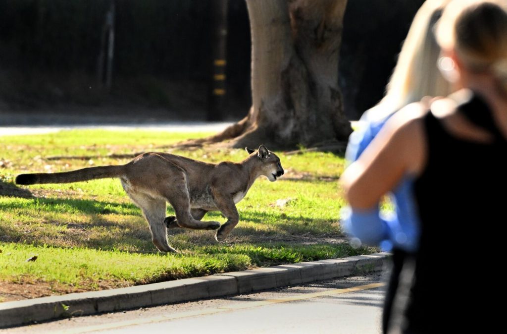 Opinion: Building safer cities means protecting animals too, not just humans