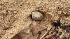 Mystery balls on Sydney beaches found to contain toxic material