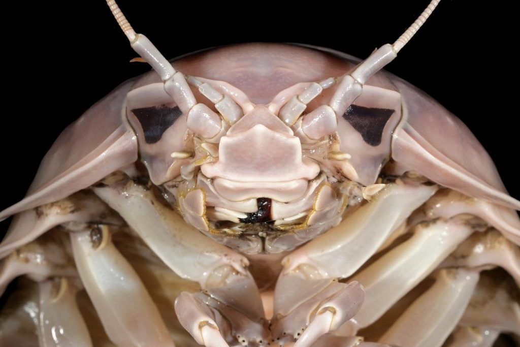 New "giant marine pillbug" looks like Darth Vader and tastes like lobster