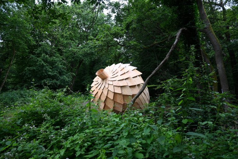 An Enormous Fractured Acorn Seeds Meditation Among the Trees