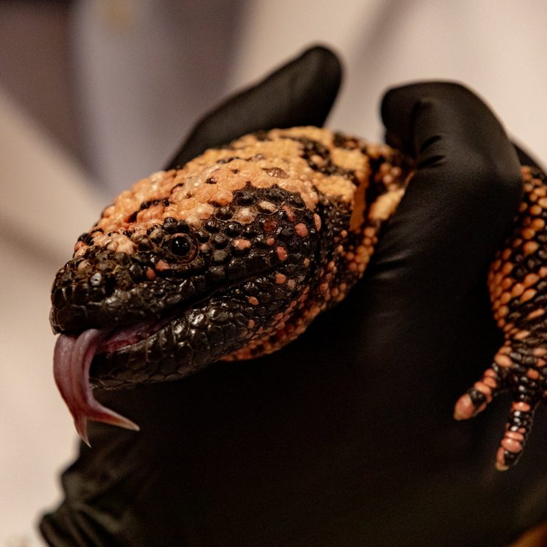 On a Mission to Heal Gila Monsters