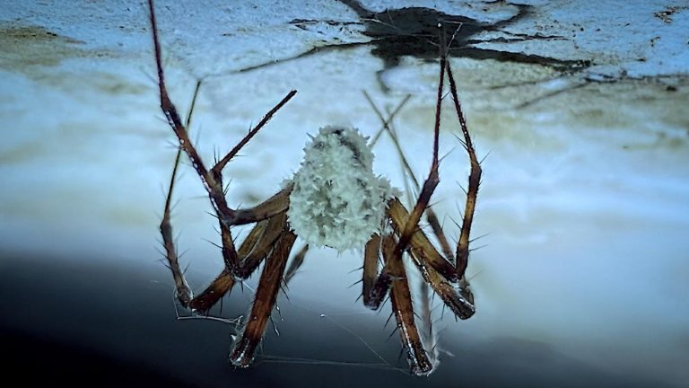 New 'zombie fungus' infects and controls cave spiders