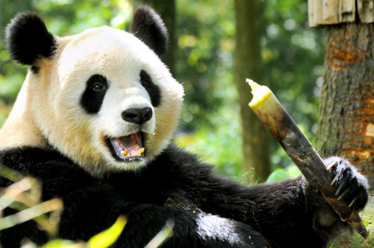 Pandas "tricked" into becoming the world's biggest bamboo fans