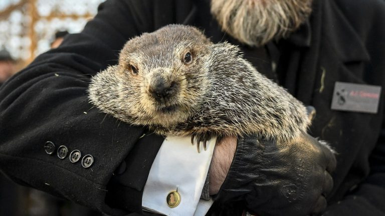 PETA proposes a ‘weather reveal' cake for Groundhog Day in place of Punxsutawney Phil