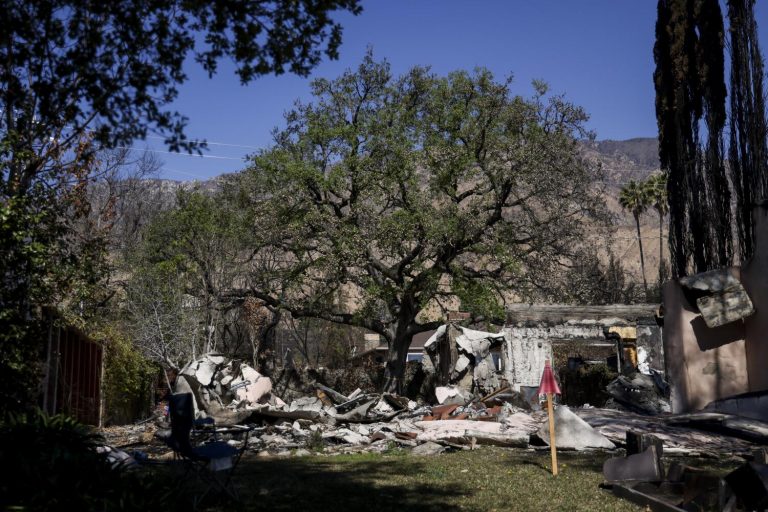 In Altadena, a fight to save the trees that survived the fire